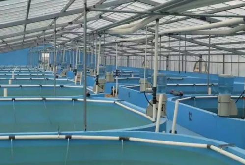 我們要養(yǎng)魚,我們也要環(huán)保 一文秒懂 工廠化水產(chǎn)養(yǎng)殖系統(tǒng)