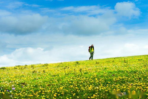 新疆自駕游好去處 神仙極地喀拉峻大草原,如詩(shī)畫(huà)般的天山風(fēng)光